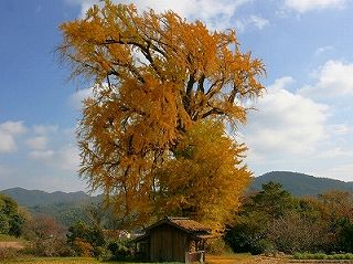 内野の大銀杏