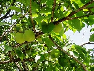 八木山花木園・梅の実